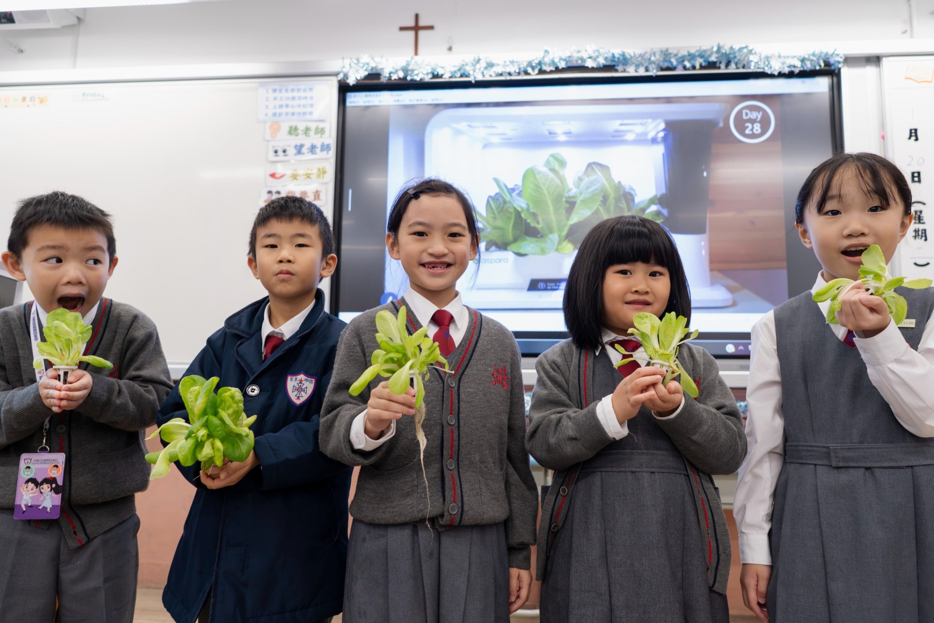 小一科學科水耕種植體驗~羅馬生菜